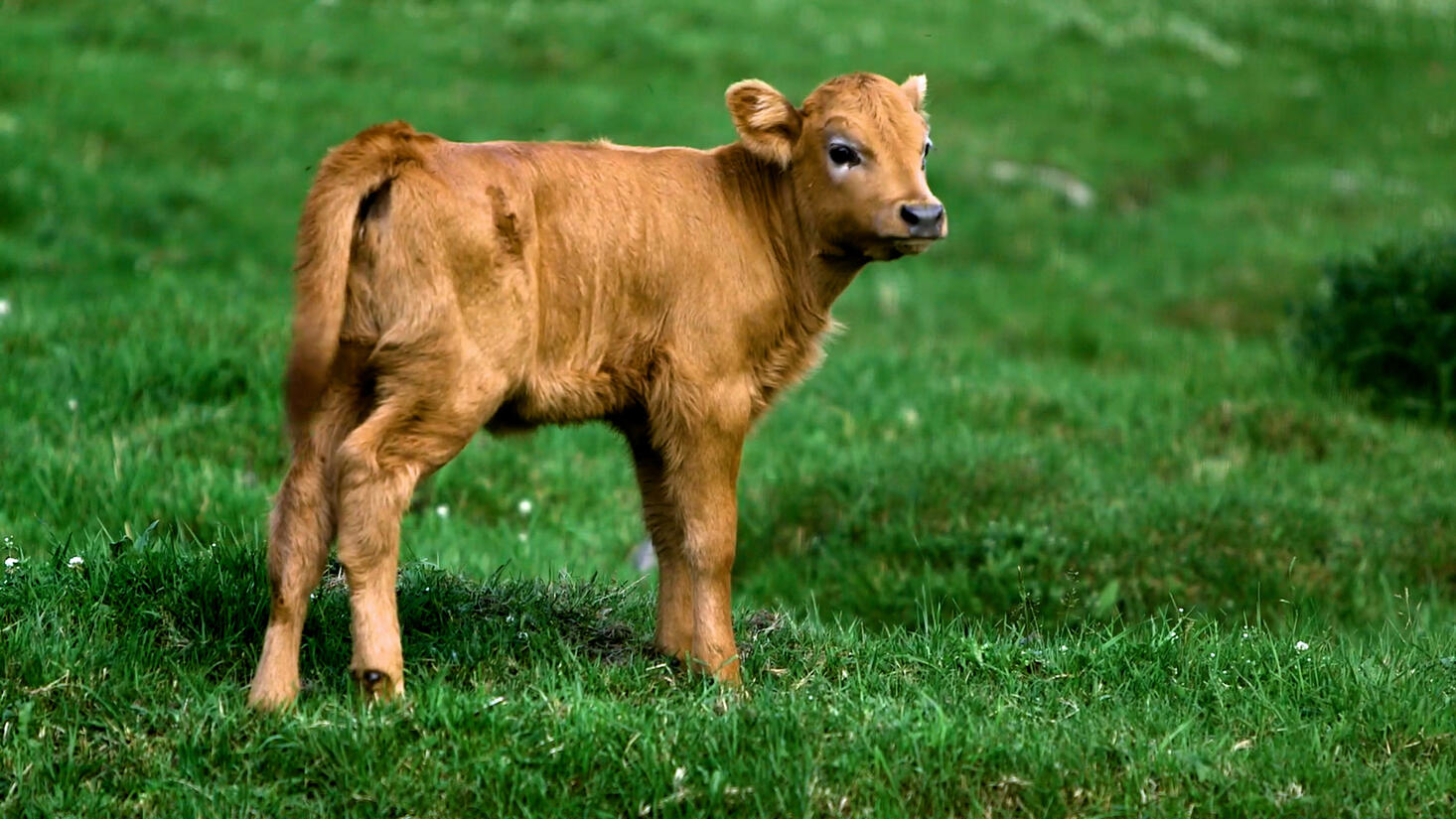 Built by Life | EditStock